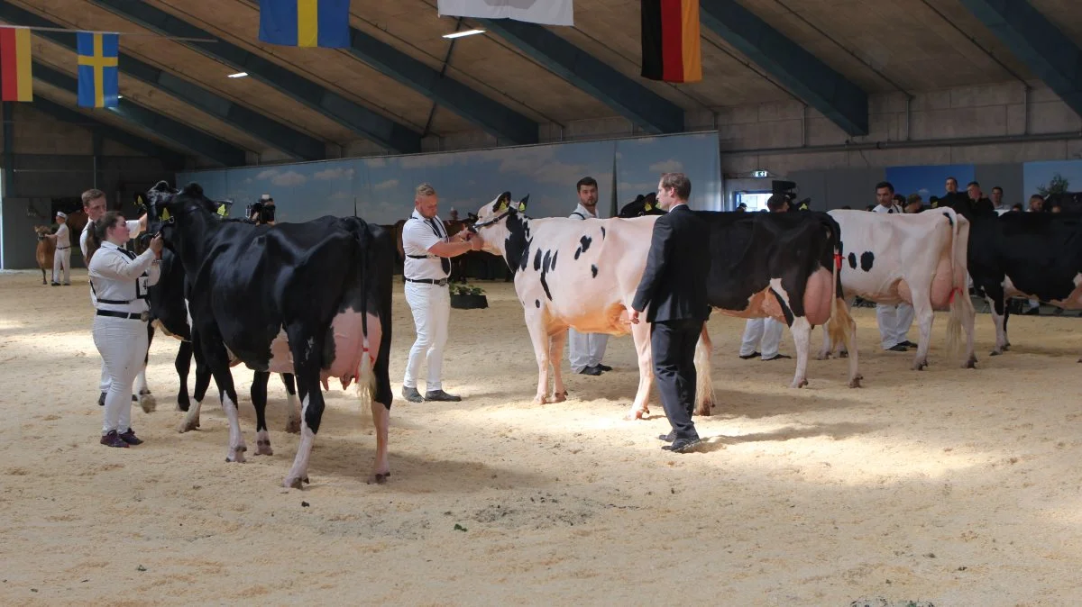 Bedømmelsen af Dansk Holstein blev foretaget af dommeren Cord Horman fra Tyskland. 