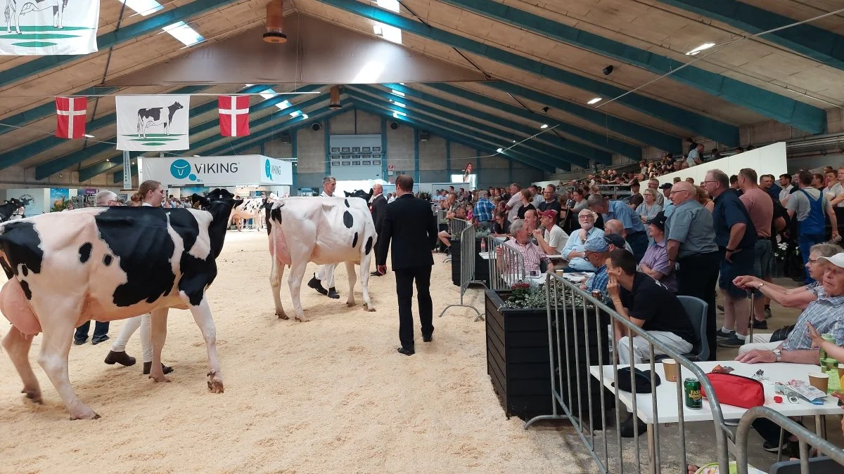 Stemningen i hal Q var høj, da de bedste malkekøer kæmpede om championatstitlerne.