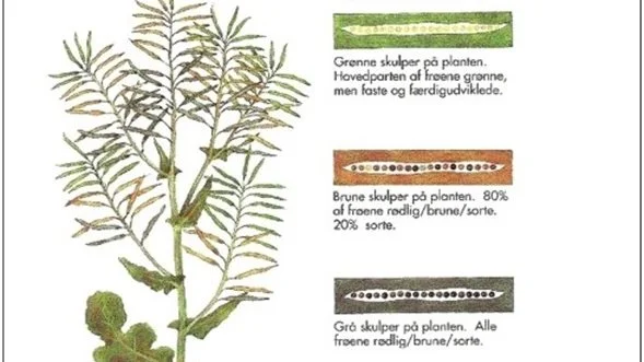 Rapsen skal skårlægges, når afgrøden har et gulligt skær, og cirka halvdelen af frøene er sorte. Det ideelle billede af frøenes udvikling ses her. Kilde Agri Nord