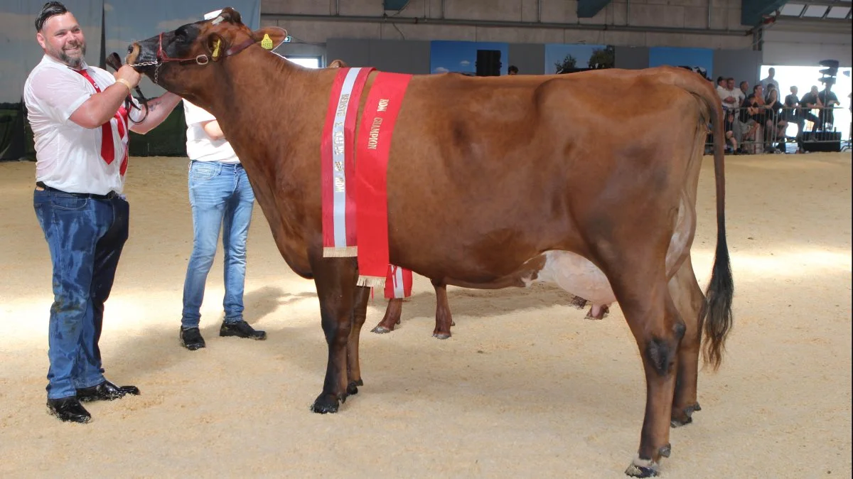 RDM - Champion og bedste 2. kalvs: 10175-05133 fra Torben Fløystrup Vincents, Svinninge. Foto: Line Brusgaard