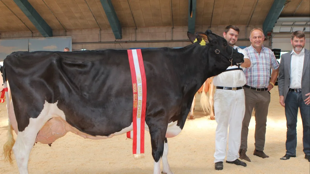 Bedste ældre Holstein: 23714-02654 fra Skovgård, Them 
