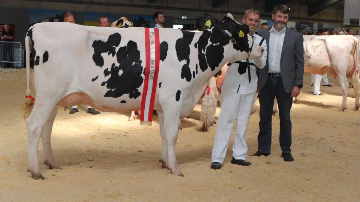 Bedste yngre Holstein: 49971-09520 fra Anton Van Ittersum, Skærbæk