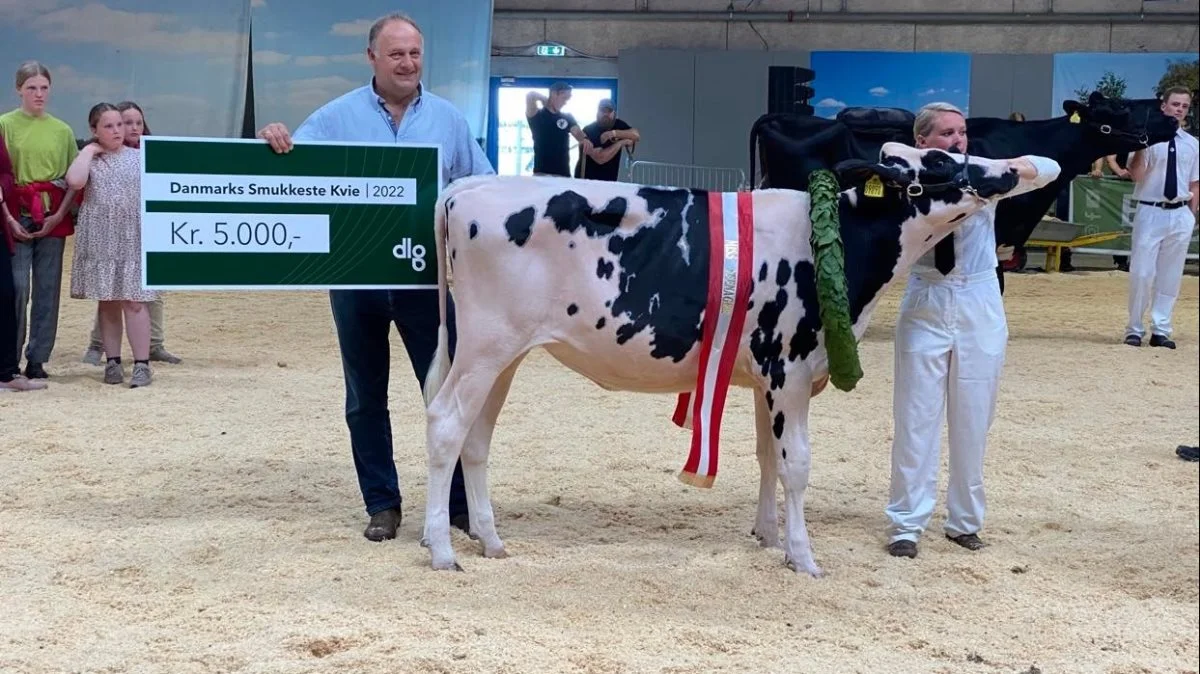 Bedste kvie Holstein: 25184-09090 fra Skovgård, Them