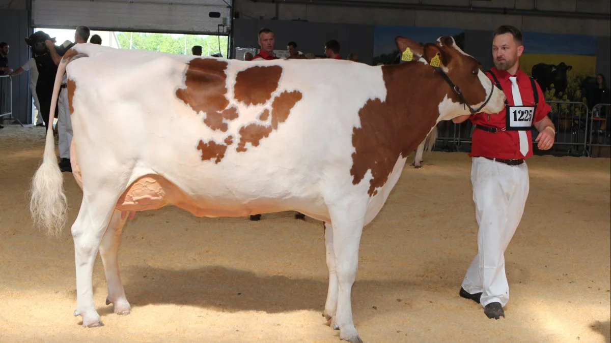 Bedste yver DRH: 38143-03514 fra Borup Holstein, Vraa