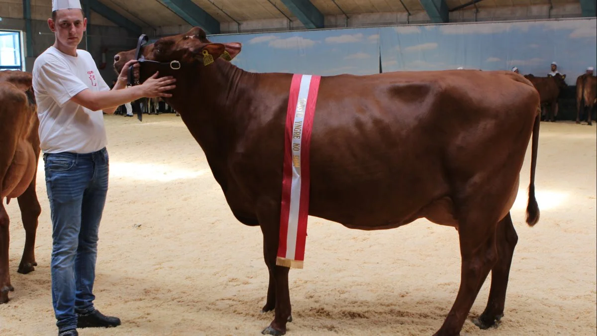 Bedste yngre og reservechampion RDM: 69760-06618 fra Peter Nielsen, Løgstør 