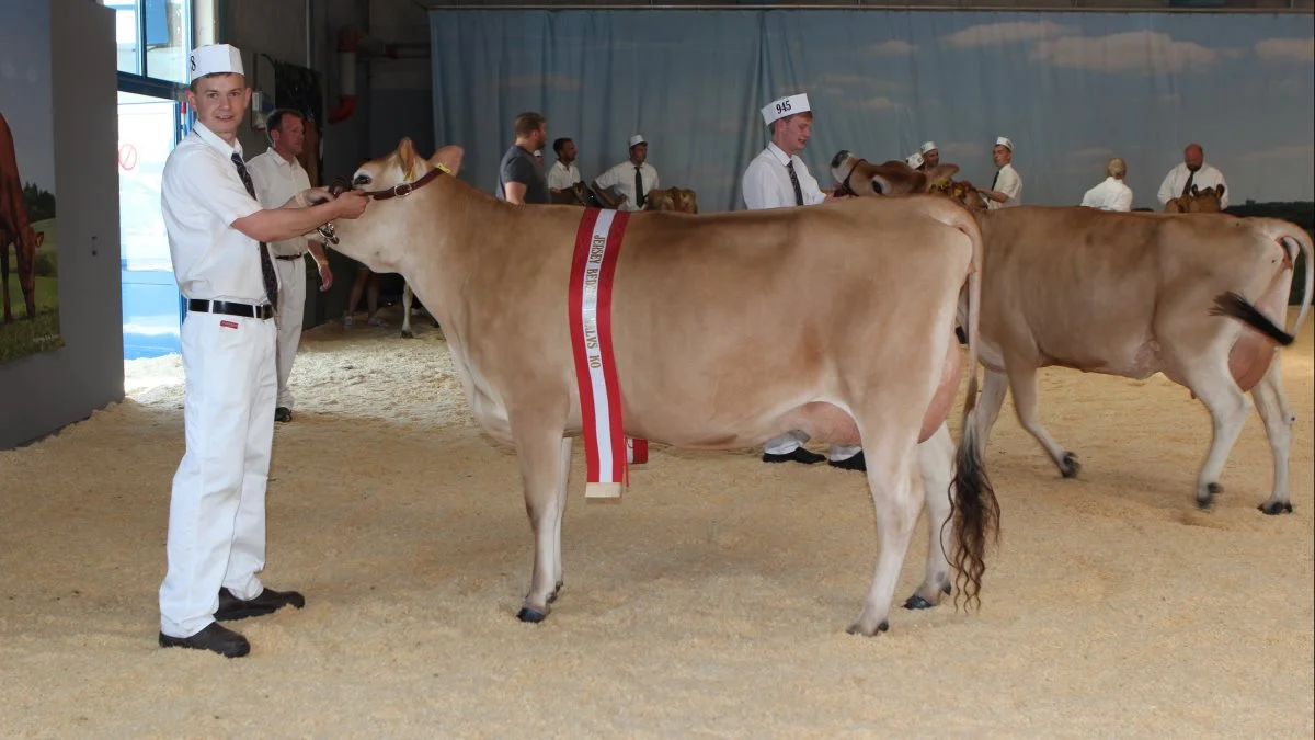 Bedste 1. kalvs og reservechampion Jersey: 53448-04202 Adelgaard Jersey, Skjern 