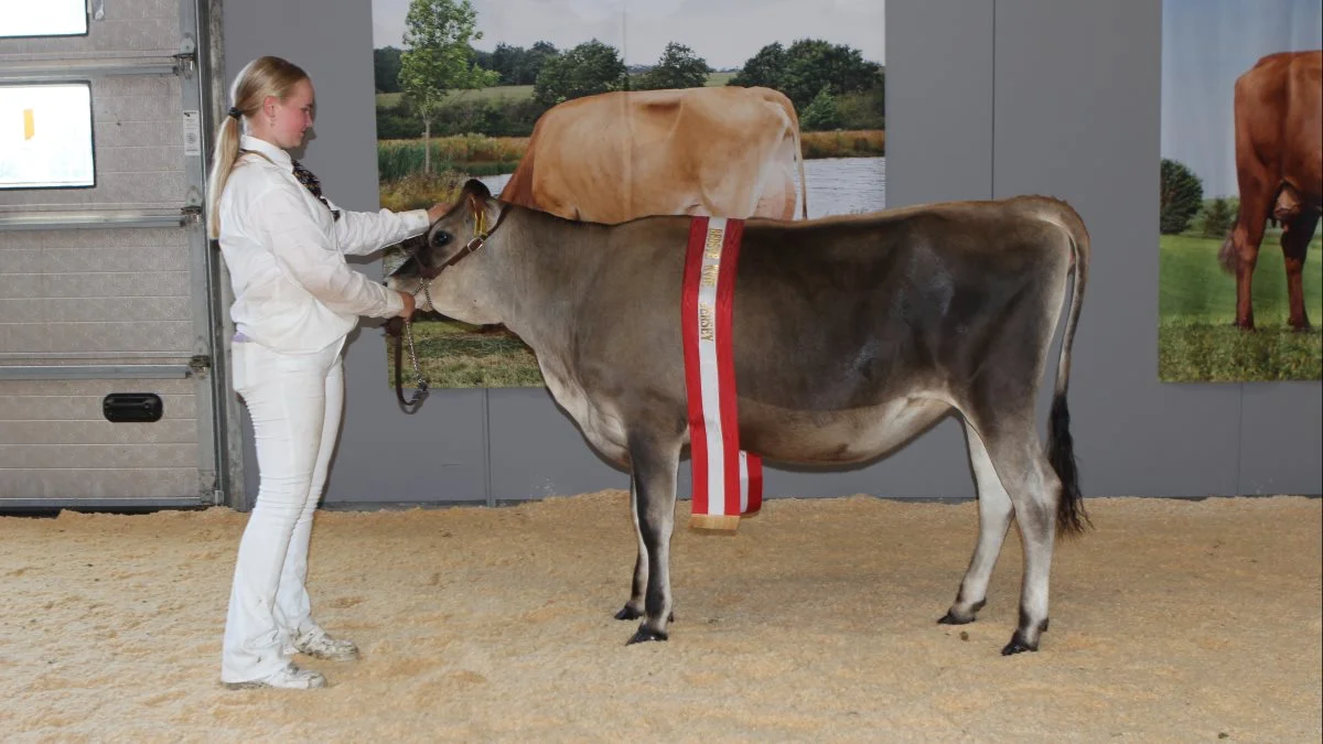 Bedste kvie Jersey: 47188-04438 fra Sønnerfenner, Ribe