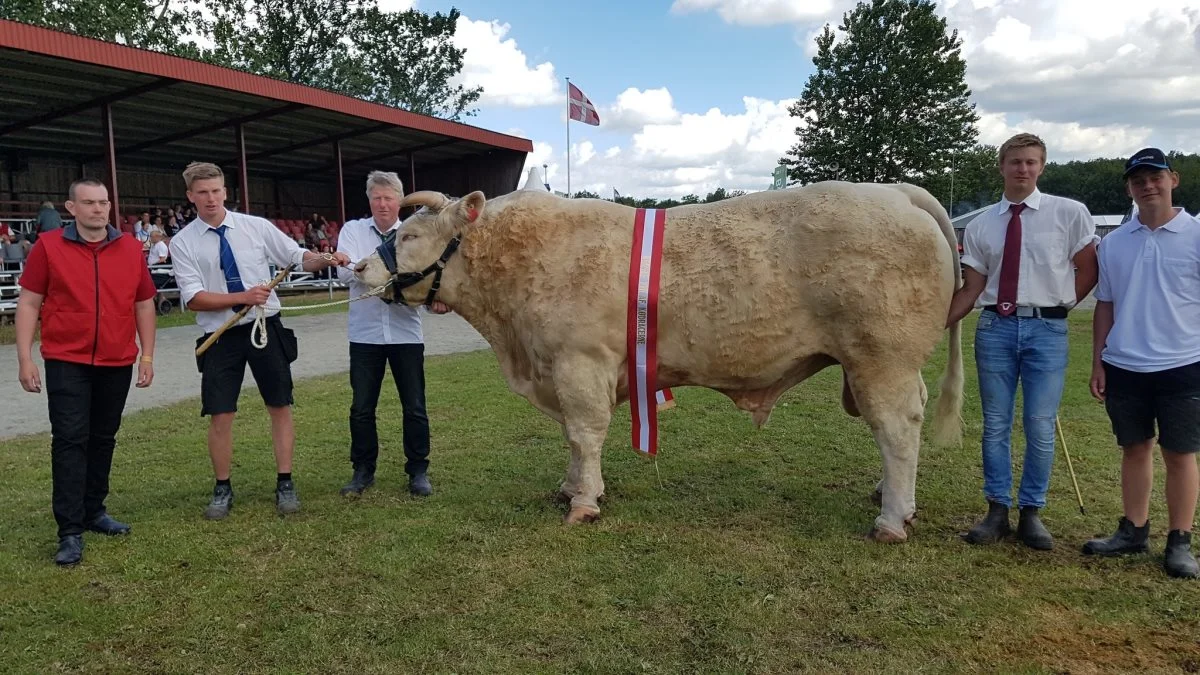 Bedste handyr: Charolais fra Løngaard Charolais, Thisted
