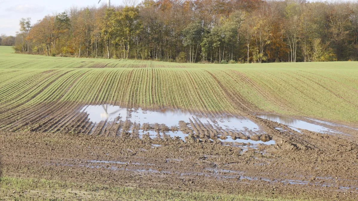100.000 hektar lavbundsjord skal findes og udtages i forbindelse med den politiske aftale i efteråret 2021. Arkivfoto