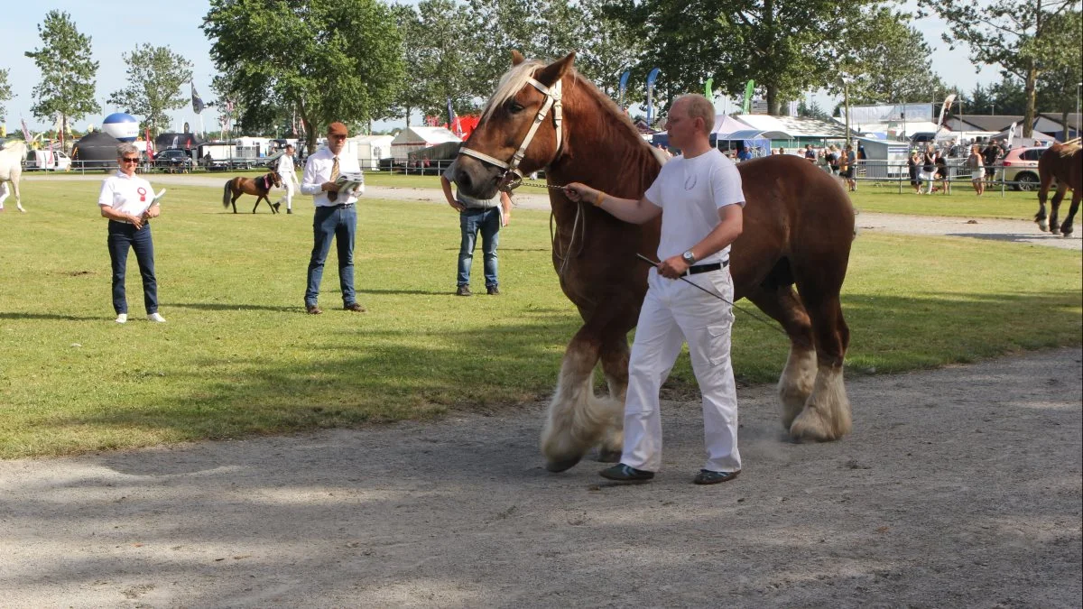 3 års hingsten Sixten Sparre fra Gunnar Kristensen, Tinglev og opdrættet af Helle Dalsgaard, Farsø var med i kampen som skuets bedste hingst, men det var den sjællandske frerderiksborgerhingst St. Stenbjerg’s Elton, der løb med sejren. Dog blev Sixten Sparre bedste 3-års hingst. Foto: Line Brusgaard