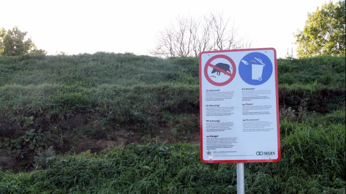 Fødevarestyrelsen opfordrer til at man fortsat tager sine forholdsregler for at undgå, at der kommer ASF til Danmark. Arkivfoto: Lasse Ege Pederen