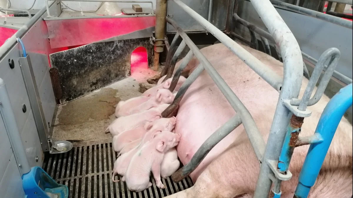 De fleste af andelshaverne i Danish Crown får i fremtiden adgang til dynamiske data om blandt andet tilvækst og dødelighed via Danish Crown Ejerservice. Arkivfoto:; Søren Hansen. 