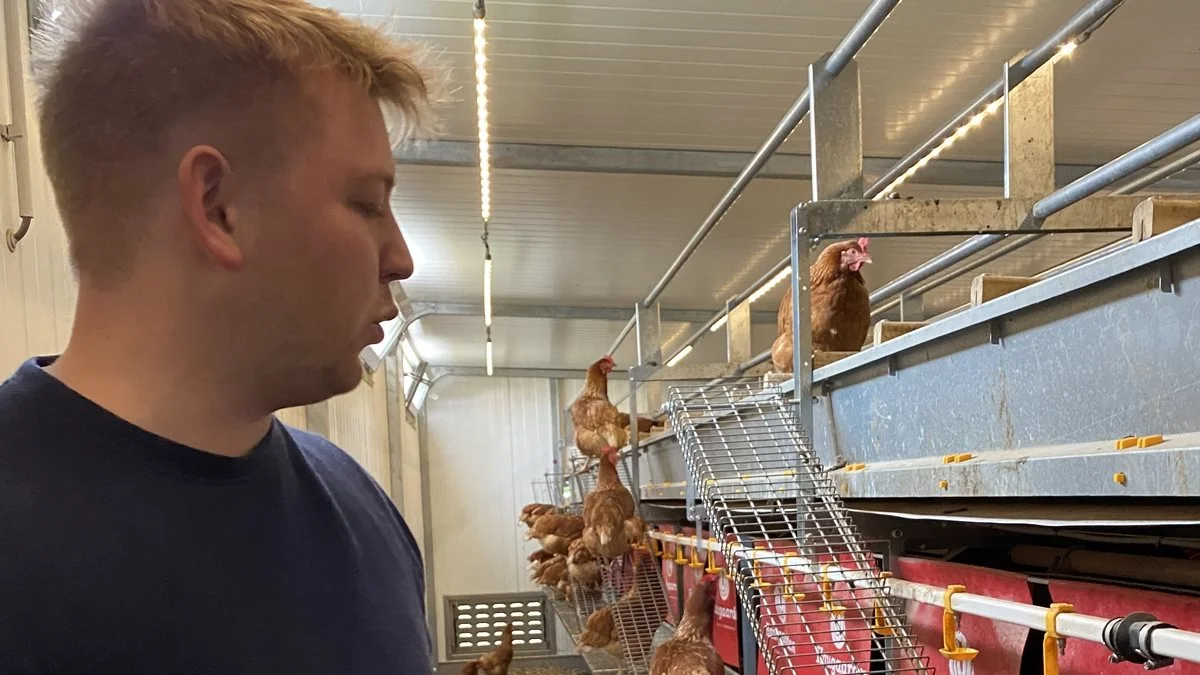 Aftentur i det mobile hønsehus. Selv om redekasserne er konstrueret således, at de nylagte æg efter en tørringstid i ”kassen” langsomt ruller ind på et blødt gummibånd midt i vognen, vil der altid være æg, der ikke når helt frem til båndet. På denne aftentur finder Jens et par æg, der forsigtigt skubbes på plads.