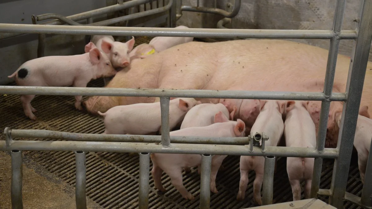 Til efteråret kan du søge tilskud til at bygge farestier til løse søer. Arkivfoto: Camilla Bønløkke