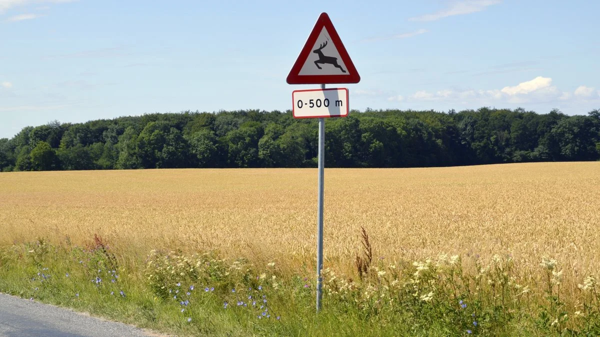 Vejledningen, »Undgå at skade vildt ved høst - Inspiration til landbrugere 2022«, er opdateret i samarbejde med Seges og Dansk Jægerforbund og kan findes på landbrugsstyrelsens hjemmeside. Arkivfoto: Camilla Bønløkke