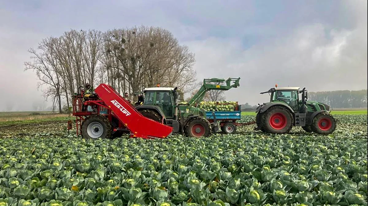 Fremstillingen af kålhøstere er inde i en rivende udvikling. Senest har danske Asa-Lift sendt den nye kålhøstmaskine MC-1020DF på markedet. Foto: Asa-Lift