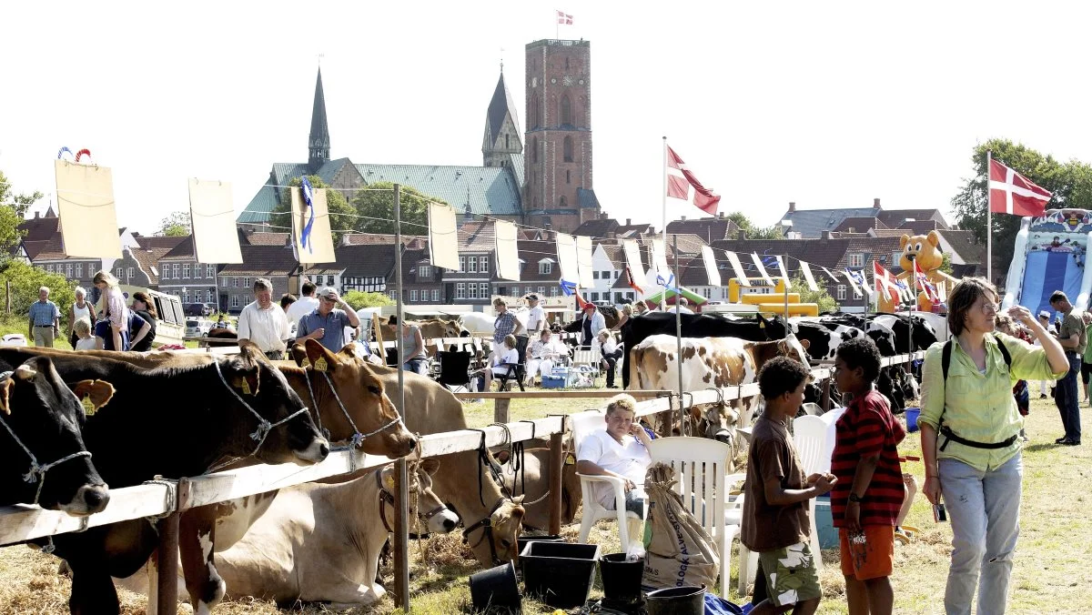 Ribe Dyrskue holdes i flotte rammer med Ribe by og den historiske domkirke som baggrund. Arkivfoto