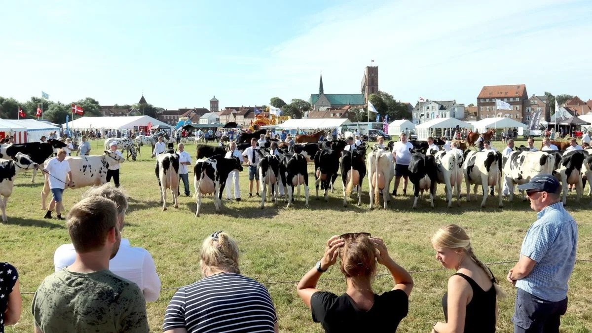 Ribe Dyrskue vil igen i år byde på masser af flotte dyr inden for både malkekvæg og kødkvæg. Arkivfoto

