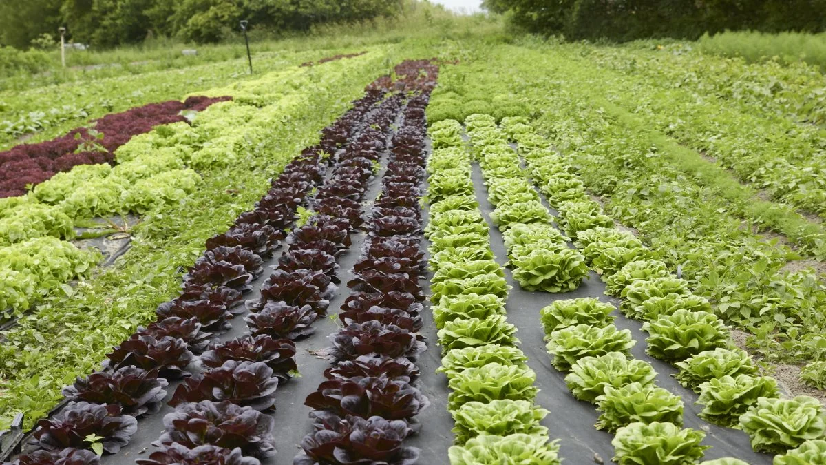 Salaten sælges både i Den Grønne Vogn og til lokale restauranter, som dagligt kommer og forsyner sig.