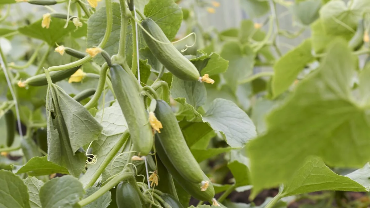 Agurkerne trives i et andet drivhus end tomaterne og foretrækker en anden luftfugtighed og gødning end tomaterne. 