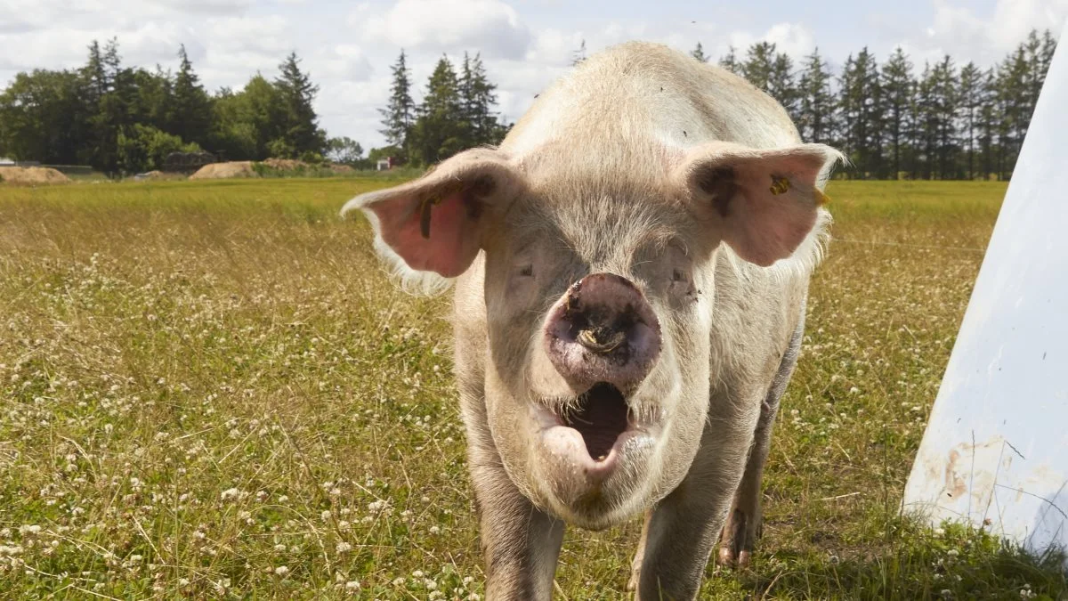 Genetikken på Skovvang skal løbende skiftes ud med Topigs Nordsvin.