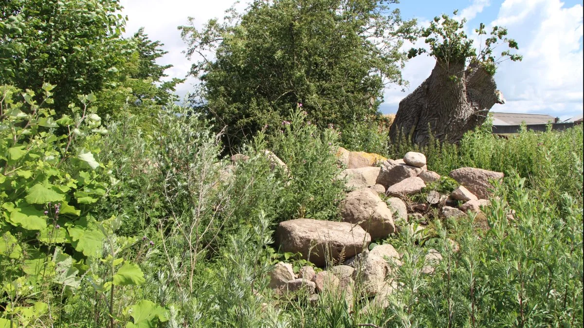 Masser af steder i Danmark er der projekter med vild natur, der er med til at øge biodiversiteten. Det sker blandt andet i forbindelse med konkurrencen Danmarks Vildeste Kommune, der er udskrevet af Miljøministeriet. Modelfoto: Velas