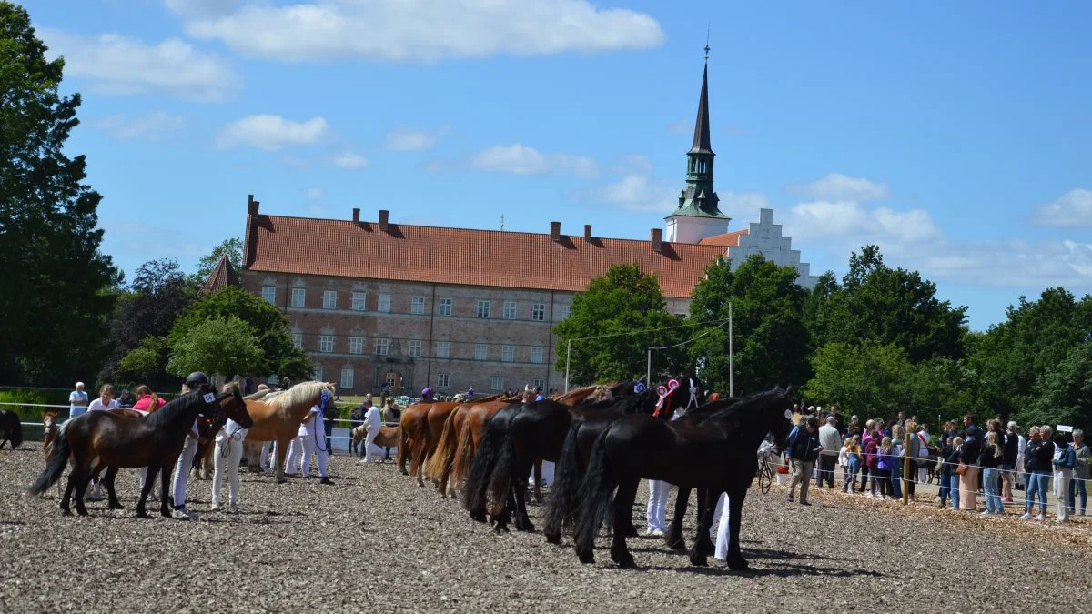 Med en blå himmel, herskabelige rammer og i alt 64 flotte heste og ponyer blev Brahetrolleborg Heste- og Ponyskue nummer 121 en stor succes. Fotos: Camilla Bønløkke
