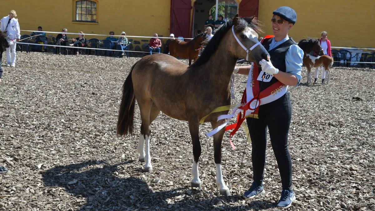 Titlen »Publikums Favorit« gik til den 2 års welsh pony Little Miss Maggie, der er efter hingsten Ilar Maxwell. Hoppen ejes af Katrine Krammer, Ørbæk. Hoppen modtog endvidere ærespræmie sponsoreret af LandbrugFyn.