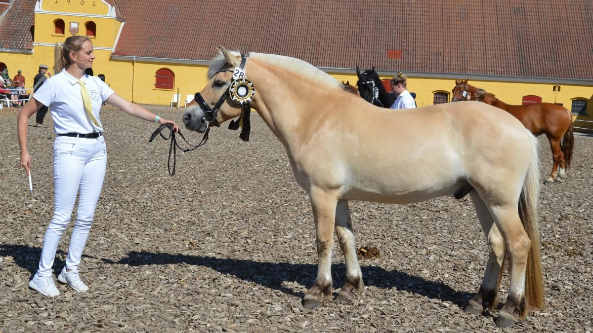 24 point og titlen »Best In Show« gik til fjordhesten Linkehøjs Milton, der er efter hingsten Optimist Halsnæs. Den syvårige vallak er ejet af Malene Inselmann Fredskov, Gudme. 