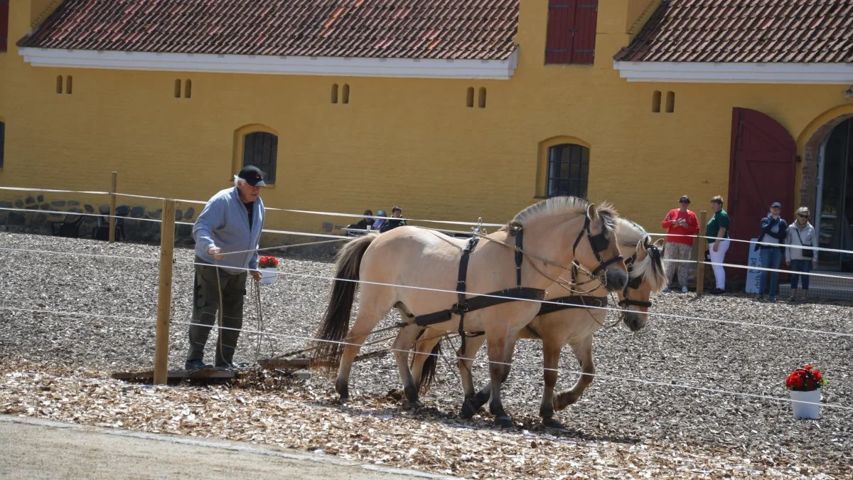 Traditionen tro sørgede Niels Peder Hansen for at slæbe banen af mellem dagens opvisninger med de to fjordheste på henholdsvis 19 og 26 år, som Niels Peder Hansen ejer sammen med hans bror, Ejner Hansen.