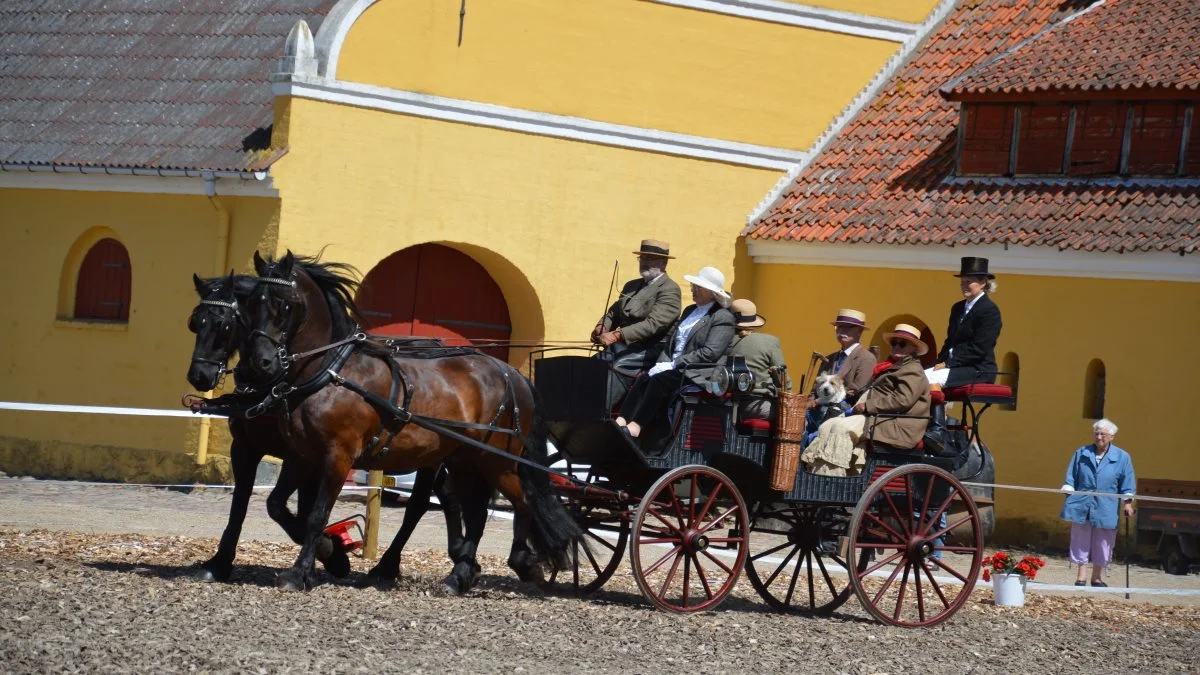 Årets program bød også på en køreopvisning i Traditionel Kørsel. Frede Svendsen deltog med sit frieserspand med hoppen Liv og vallakken Tommy.