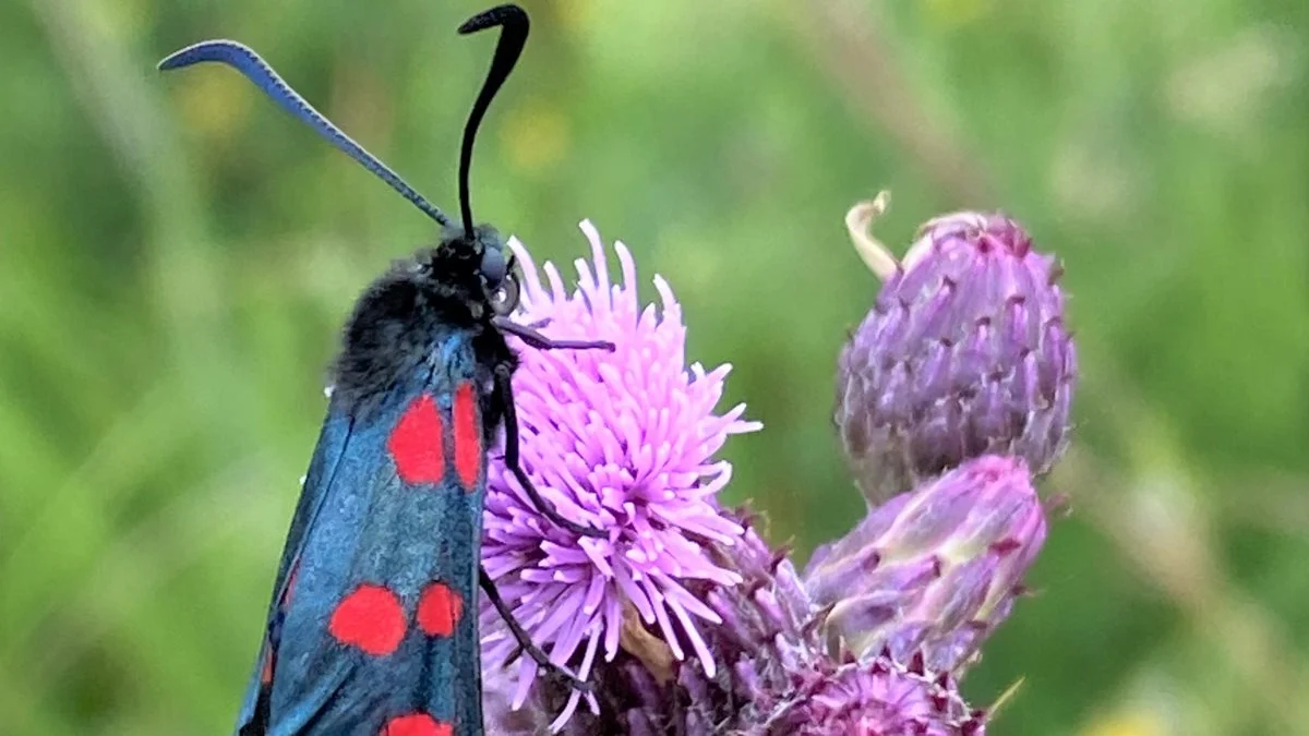 På bioblitzen kunne de interesserede observere en køllesværmer. Foto: Nationalpark Kongernes Nordsjælland