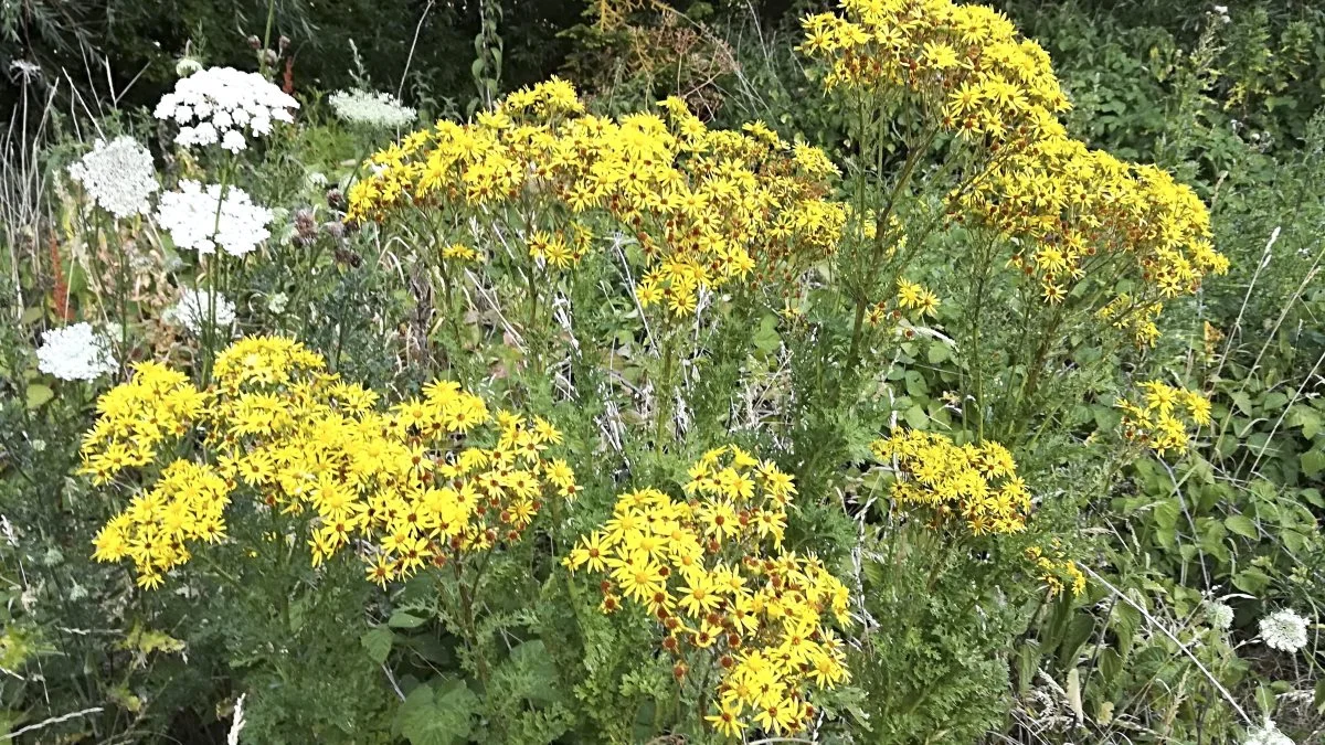 
Vær opmærksom på den smukke gule blomst, engbrandbæger. Den findes i græsmarkerne, den er giftig og især heste og køer tåler ikke planten. Arkivfoto: Camilla Bønløkke
