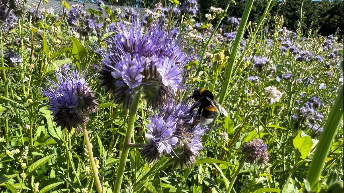 Honningurt er blandt de blomster, som bierne sætter stor pris på.     