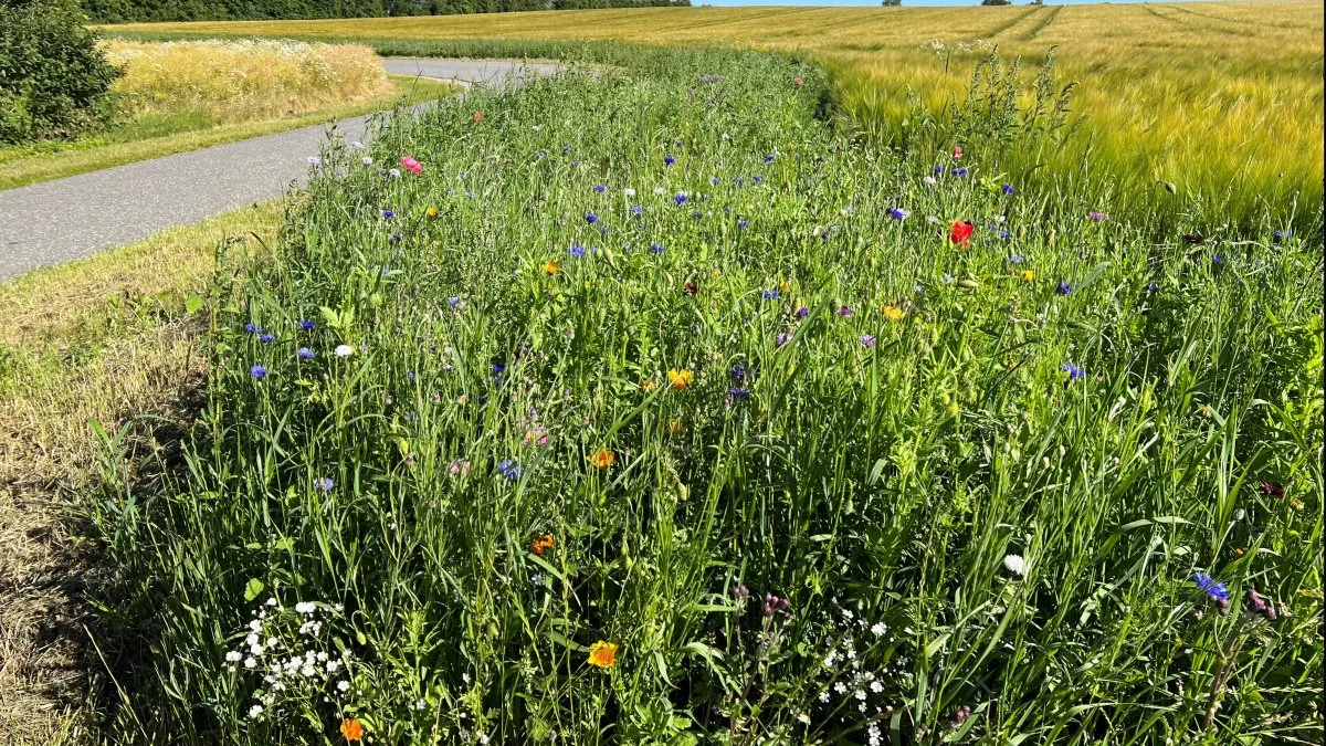 I hele Nordvestjylland har lodsejere fået sået blomsterstriber som denne ved Balling. Fotos: Fjordland