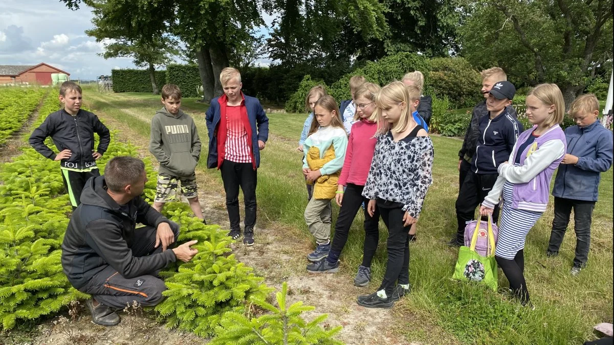 Juletræsproducent Mads Jürgensen har haft besøg af 60 4. klasses elever, som blev undervist i matematik på bedriften i Auning. Fotos: Djursland Landboforening.