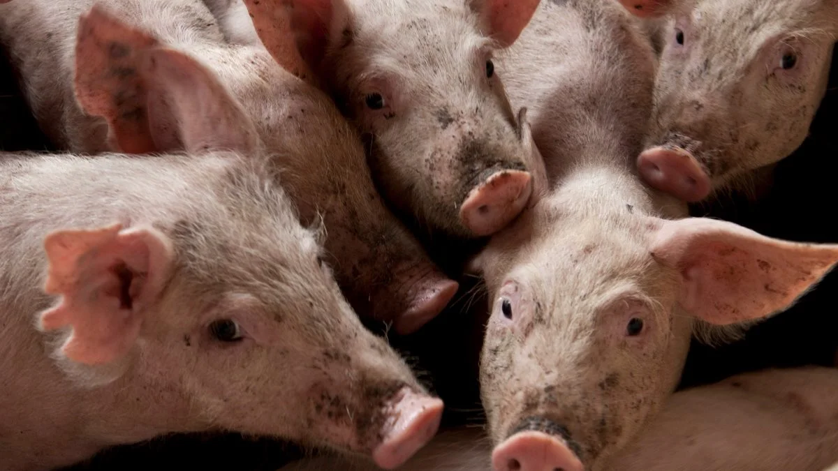 Der forventes nu et fald i EU’s produktion på 4 procent i 2022. Tilbage i april lå det forventede fald på 2 procent og tidligere lød forventningen på en uændret produktion i EU i 2022. Foto: Colourbox