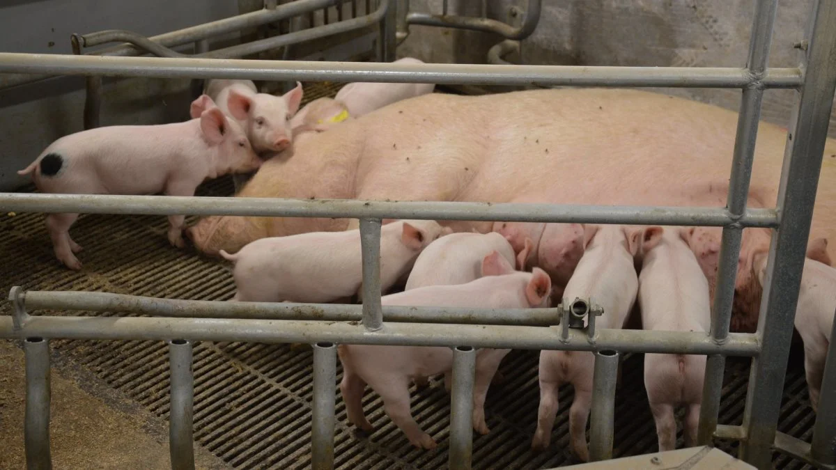 Til efteråret kan du søge tilskud til at bygge farestier til løse søer. Arkivfoto: Camilla Bønløkke