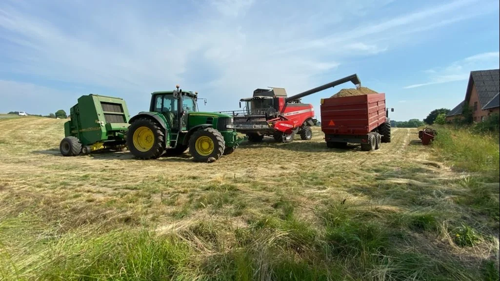 Høst af Bakkesvingel på Sjælland. - Samlet set er det virkelig svært at finde noget at være utilfreds med i dette års frøhøst, lyder det fra Birte Kjærsgaard, avlschef hos DLF Øst. Foto: Christian Bencard.