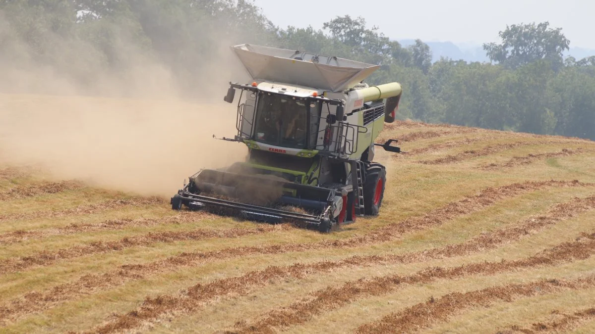 Rosenfeldts to mejetærskere er forsynet med såkaldte Claas Rake-Up pickupbord til at samle den meget spildsomme hvidkløver op.