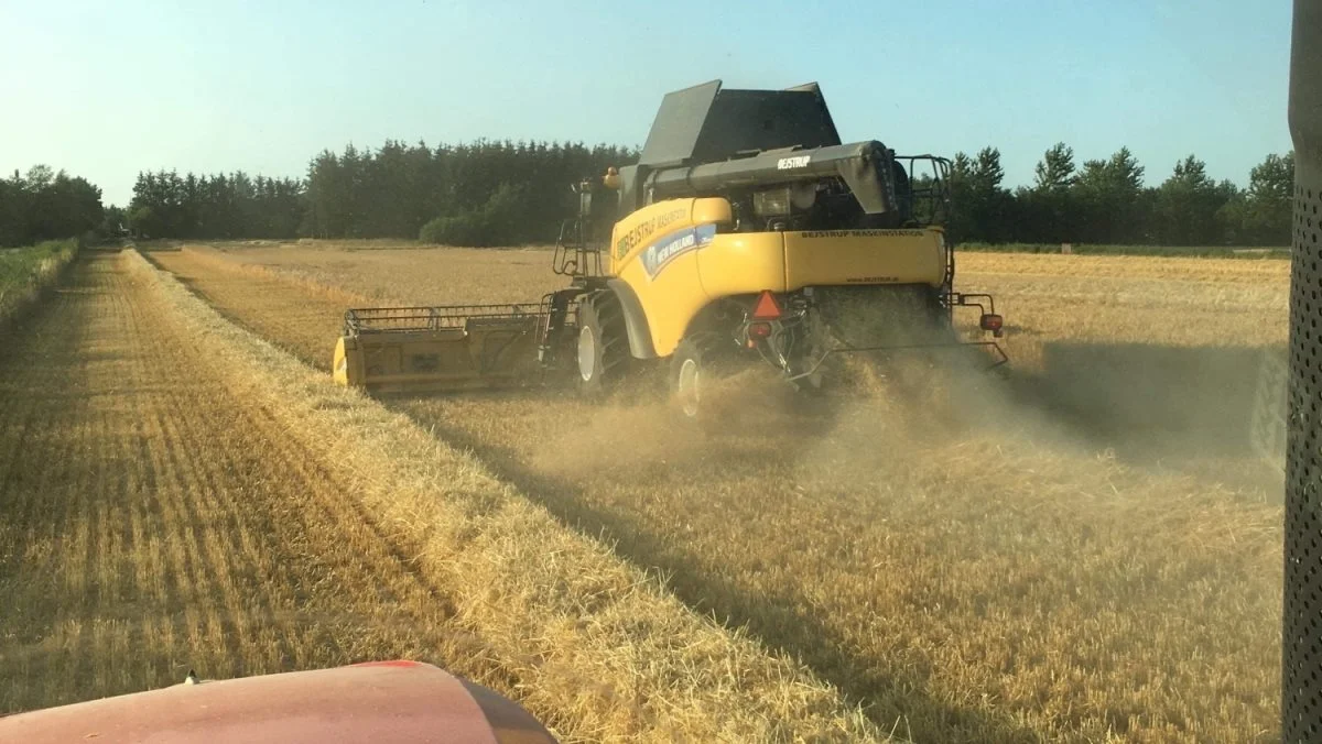 Hos Bejstrup Maskinstation ved Fjerritslev er man gået i gang med at høste den første vinterbyg. Udbytterne ligger omkring 7,5 tons pr. hektar, mens halmmængderne er små. Fotos: Bejstrup Maskinstation A/S