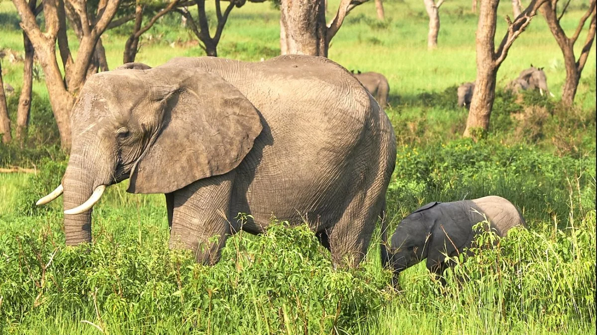 I både Uganda og Tanzania er der enorme nationalparker med de store dyr, vi kun ser i zoologiske have her i Europa. På studieturene lægger vi vejen forbi en eller flere af disse parker.