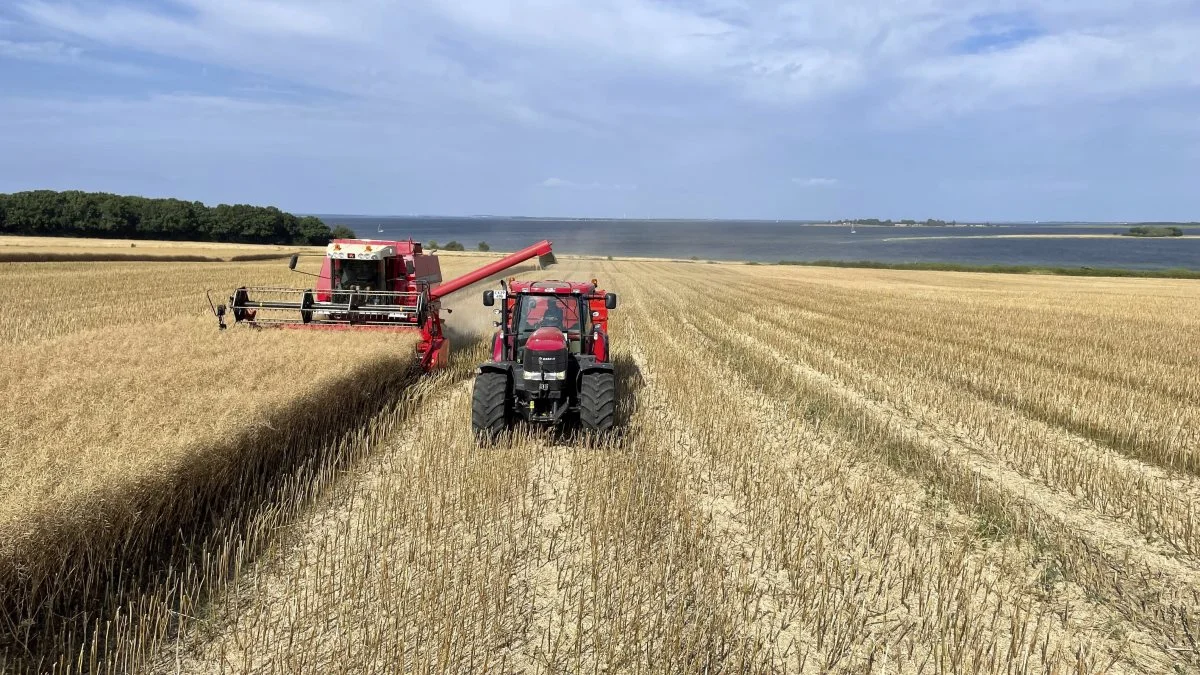 I ugens sommervarme er de første rapsmarker blevet høstet. Her er det hos Jørgen Vikkelsø Rasmussen på Kildagergård ved Ærøskøbing med Det Sydfynske Øhav som den smukkeste baggrund. Foto: Philip Nørgaard 