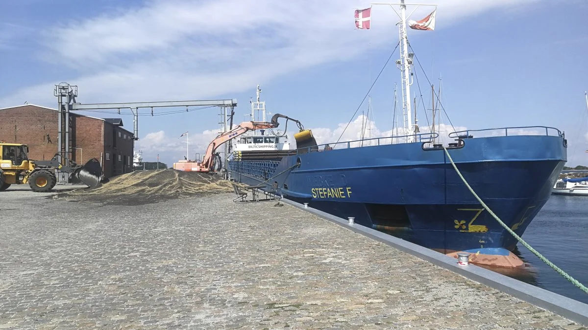Som beskrevet i gårsdagens avis har Ærø en historisk lang tradition for at dyrke raps. Også her i nutiden samarbejdes med Schleswig-Holstein, og ligesom i fjor, hvorfra dette billede stammer, forventes to skibe med hver 1.200 tons raps afskibet fra havnen i Ærøskøbing til HaGe-rapsmøllen i Kiel. Foto: Erik Hansen