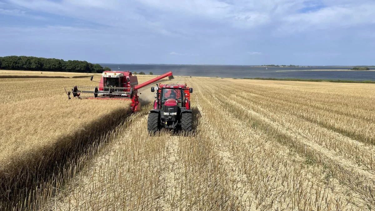 Som et af de første steder gik årets rapshøst i gang på Ærø. Billedet er fra den 20. juli, hvor Jørgen Vikkelsø Rasmussen bjærger den smukt beliggende mark lige uden for Ærøskøbing. Foto: Philip Nørgaard