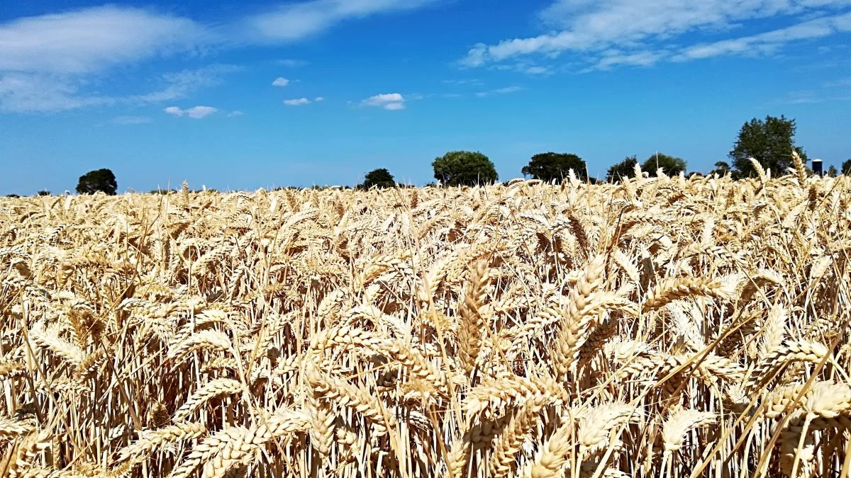 Hvis en CO2-afgift skal give mening, og man skal til lommerne, når man udleder CO2 – så må man vel omvendt også få noget ned i lommerne, når man så optager CO2, skriver Iben Krog om blandt andet de danske markers optagelse af CO2. Arkivfoto