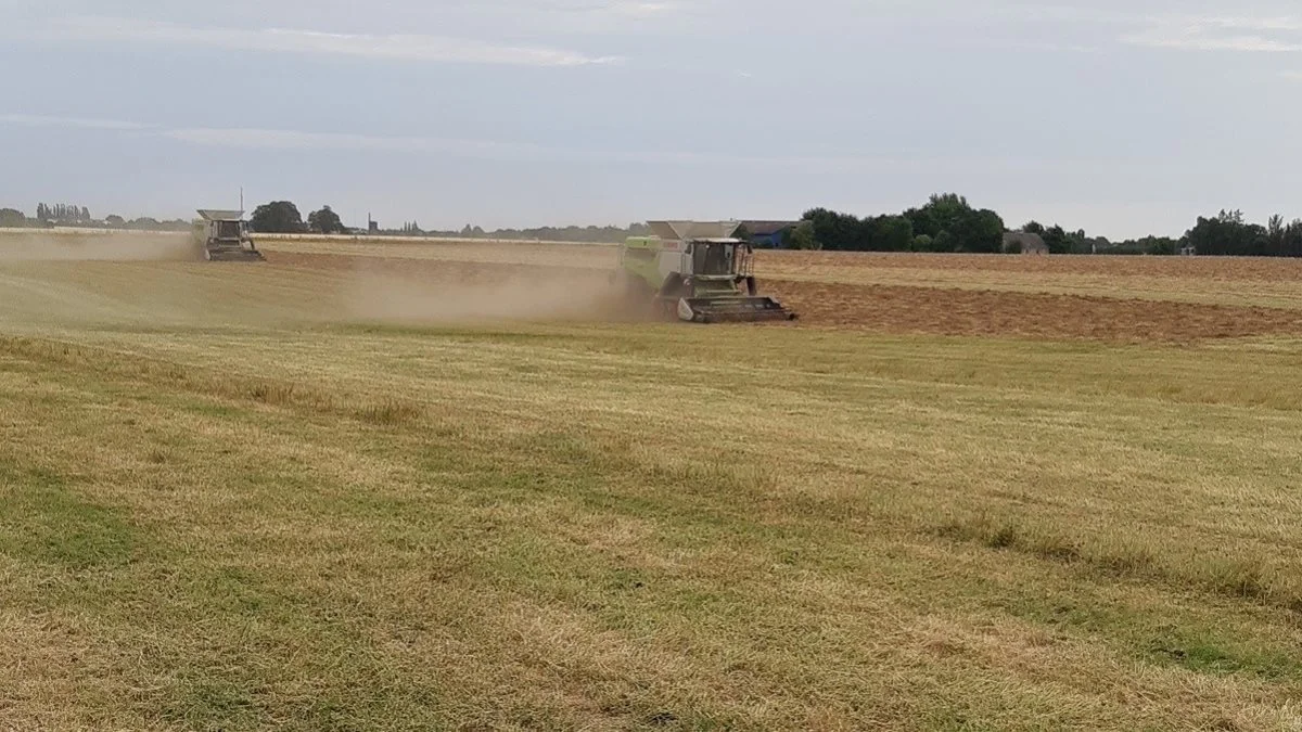 To nyindkøbte Claas 8800-mejetærskere har til denne høst erstattet Holgershaabs tidligere to John Deere-mejetærskere. Her er de i gang med at tærske det sidste hvidkløverfrø - lige inden det kraftige regnvejr satte ind mandag aften. Foto: Holgershaab