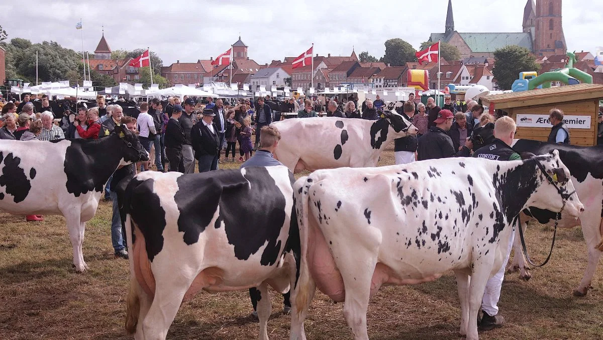 Der bliver kamp om ærespræmierne blandt Dansk Holstein med 65 tilmeldte dyr. Dertil kommer omkring 50 Jersey-køer. 