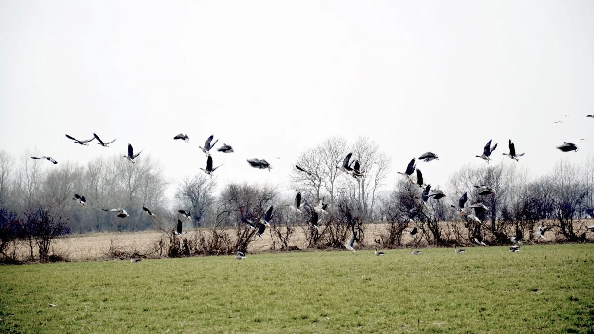 Lige som for pattedyr er der også tilbagegang i indberetningen af nedlagt fuglevildt. Arkivfoto: Camilla Bønløkke