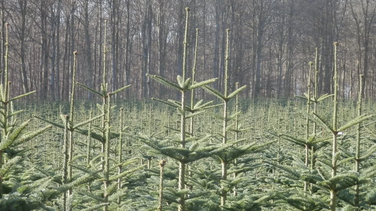 Skovejere med skovarealer over 10 hektar skal ikke længere nul-indberette brug af pesticider i Miljøstyrelsens IT-system. Arkivfoto: Camilla Bønløkke